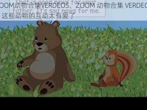 ZOOM动物合集VERDEOS、ZOOM 动物合集 VERDEOS：这些动物的互动太有爱了