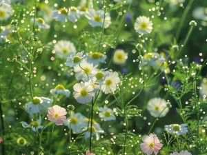 野花视频免费高清观看—野花视频免费高清在线观看