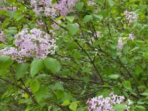 丁香花免费高清完整在线-求一部丁香花免费高清完整在线的电影