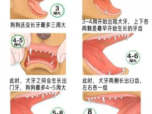 揭秘狗狗年龄判断秘籍：牙齿检查、体态观察、毛发光泽及行动敏捷度评估的四种实用方法