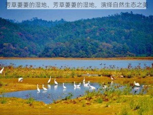 芳草萋萋的湿地、芳草萋萋的湿地，演绎自然生态之美