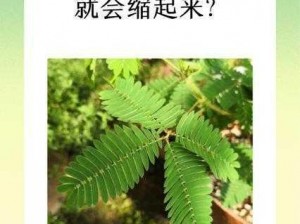 含羞草为什么觉得羞愧-含羞草为什么会有害羞的反应？