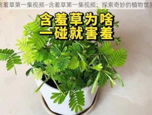 含羞草第一集视频—含羞草第一集视频：探索奇妙的植物世界