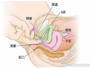 女人大荫蒂毛森林高清图片—女人大荫蒂毛森林高清图片：女性私密部位的自然之美