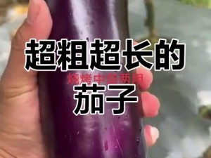 嗯～啊～轻一点茄子视频：品质生活的必备之选