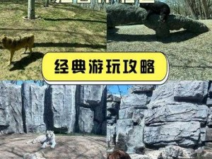 绿洲猛兽的秘密：野生动物生态探析之旅