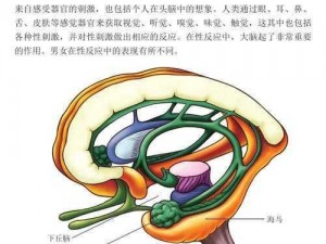 好痛好爽塞道具抽插要去了、好痛好爽，塞道具抽插要去了