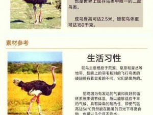 荒漠乐园的动物拍摄指南：探索独特的拍照方法，捕捉生命与自然的和谐瞬间