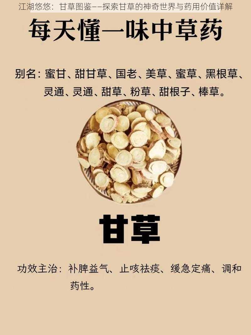 江湖悠悠：甘草图鉴——探索甘草的神奇世界与药用价值详解