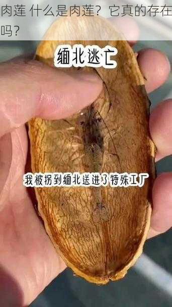 肉莲 什么是肉莲？它真的存在吗？