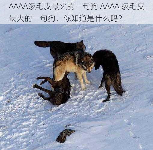 AAAA级毛皮最火的一句狗 AAAA 级毛皮最火的一句狗，你知道是什么吗？