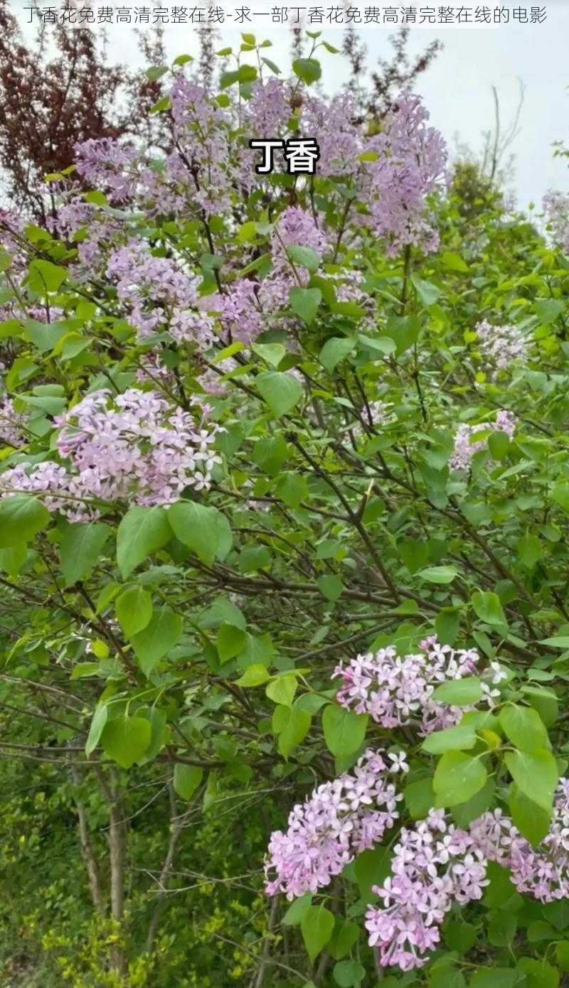 丁香花免费高清完整在线-求一部丁香花免费高清完整在线的电影