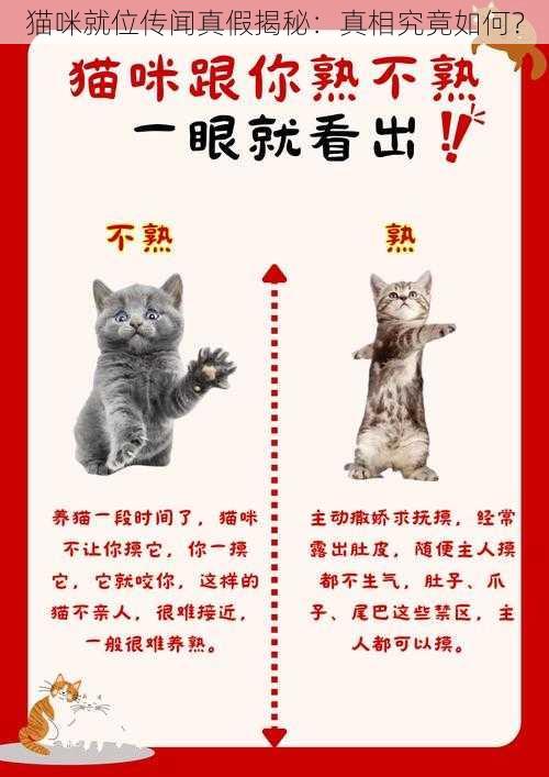 猫咪就位传闻真假揭秘：真相究竟如何？