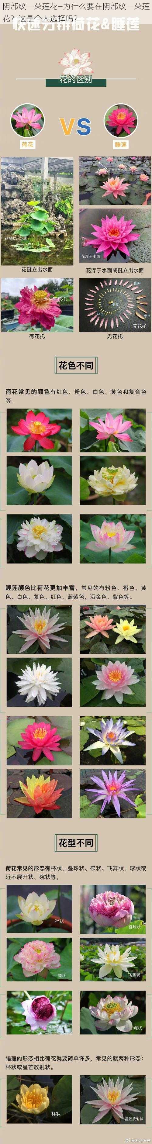 阴部纹一朵莲花—为什么要在阴部纹一朵莲花？这是个人选择吗？