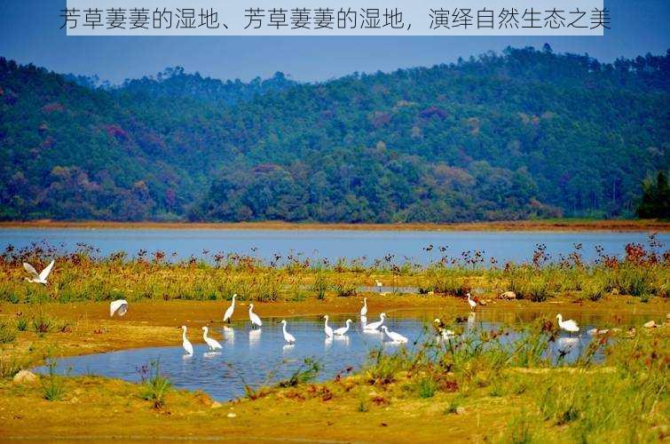 芳草萋萋的湿地、芳草萋萋的湿地，演绎自然生态之美