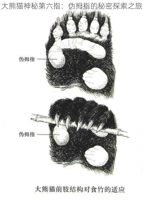 大熊猫神秘第六指：伪拇指的秘密探索之旅