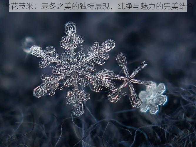 雪花菈米：寒冬之美的独特展现，纯净与魅力的完美结合